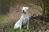 DOGUE ARGENTIN 533